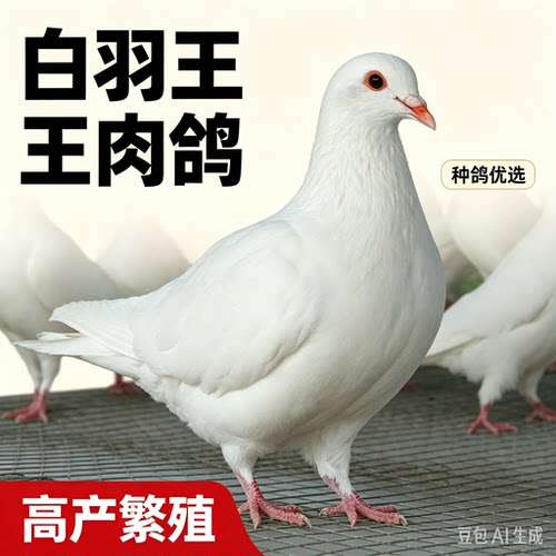 白羽王肉鸽种鸽子鸽子活体鸽子活物鸽子活物鸽子活物鸽子活物鸽子