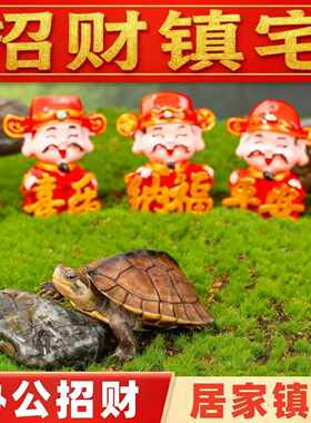 【招财镇宅】乌龟 纯种石金龟 长寿龟宠物龟 乌龟活体 中华本土龟