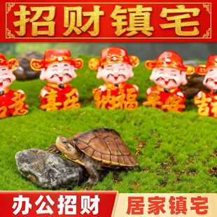 【招财镇宅】乌龟 纯种石金龟 长寿龟宠物龟 乌龟活体 中华本土龟