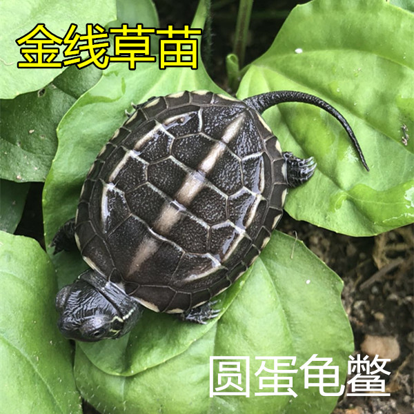 2018大头草龟苗头苗金线草苗墨龟黑腹草龟苗红壳外塘宠物龟情侣龟
