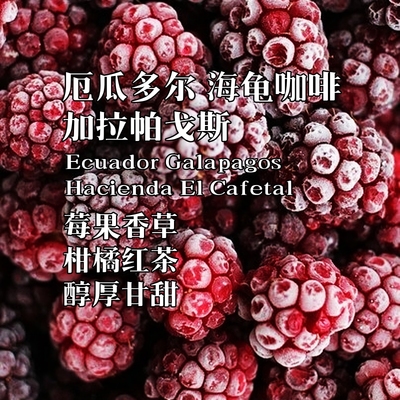 厄瓜多尔加拉帕戈斯群岛海龟咖啡