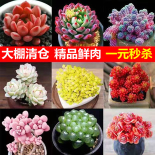 1元 多肉植物种植新手套餐园艺花卉肉肉办公桌绿植盆栽
