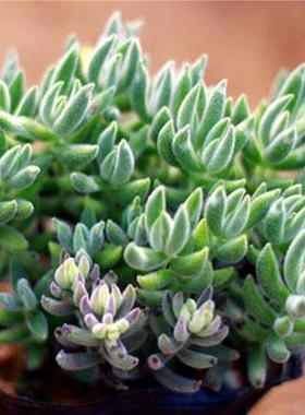 多肉植物绒针 雷同 群生银箭软毛若歌诗肉肉办公桌盆栽花卉