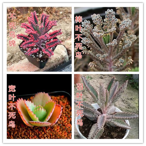 落地生根多肉植物盆栽蕾丝公主不死鸟锦白鸟办公桌肉肉绿植