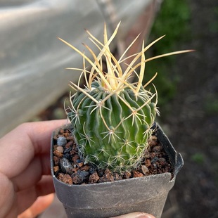 振武玉仙人球大花开花仙人掌科多肉植物组合盆栽新