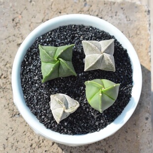 鸾凤玉懒人仙人球新款仙人球组合仙人掌类植物客厅室内盆栽最新款