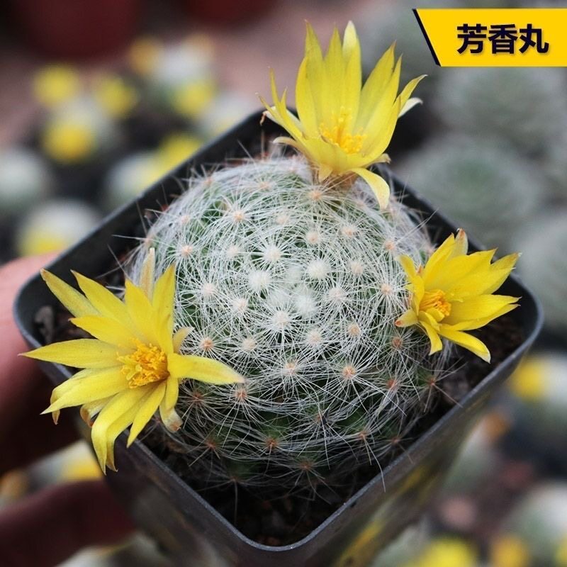 黄花芳香丸多肉植物组合盆栽套餐新手阳台
