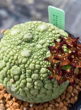 凌蹄玉仙人球稀有新手新奇多肉绿植