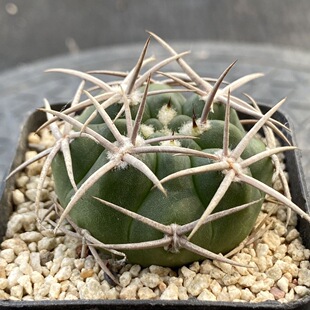 碧岩玉仙人球开花多肉植物办公桌防辐射阳台迷你小盆栽花卉