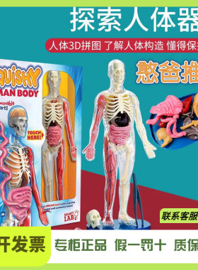 美国smartlab人体模型骨骼结构内脏医学人体骨骼模型骨架教学玩具