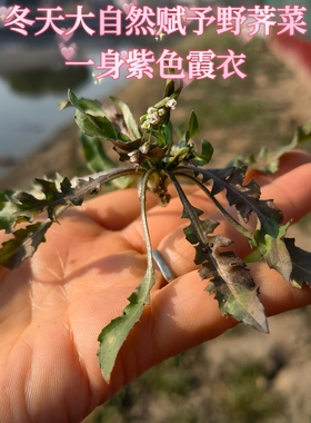 14年老店 野菜  野荠菜 棱角菜 最香的野菜 包馄饨饺子一定要选它