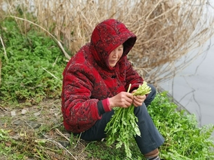 这是家有季 已过季 野芹菜 野生野长 店铺 13年老店 节