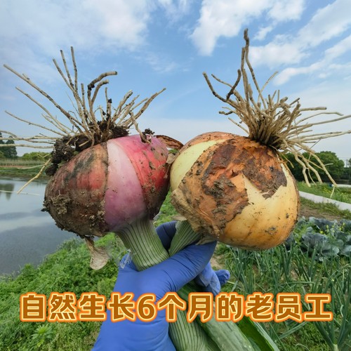 自然农法洋葱自留种14年老店