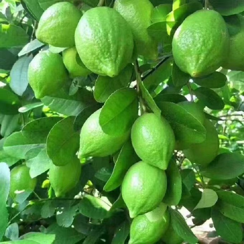 正宗广东香水柠檬无籽新鲜现摘青柠檬当季奶茶店专用浓香阳江产地