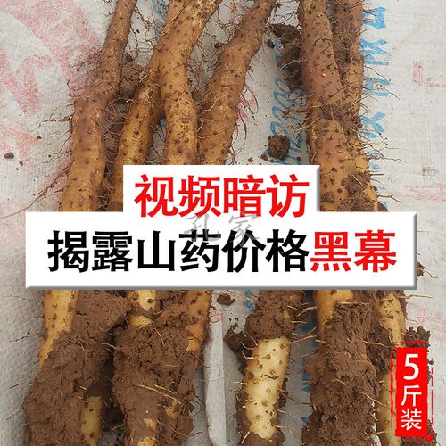 孔家铁棍怀山河南焦作新鲜淮山药