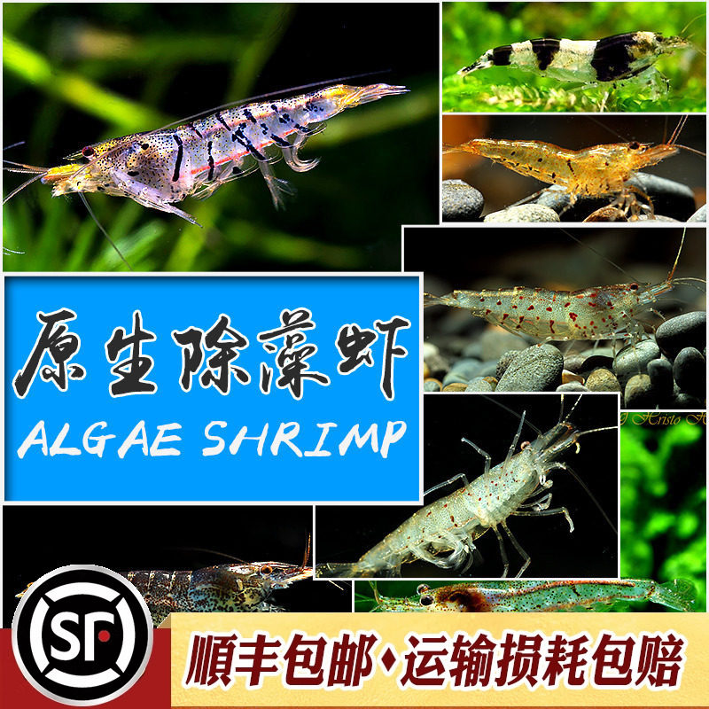 原生除藻虾淡水工具虾黑壳大河藻红鼻虾秀丽白水晶虎纹蜜蜂虾活体