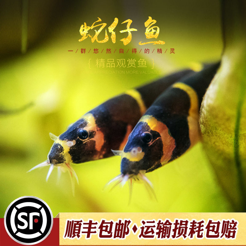 蛇仔鱼苦力泥鳅小型热带鱼缸清除残渣鱼屎宠物活体除涡虫蛋白虫鱼,宠物/宠物食品及用品,鱼,淘宝优惠券,粉丝福利购,淘宝优惠卷