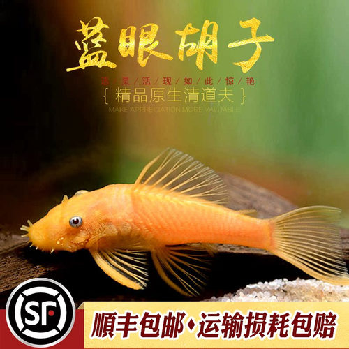 草缸除藻异型热带胡子鱼