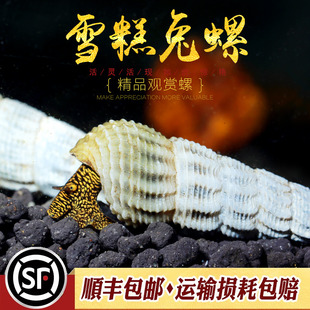 雪糕兔螺淡水观赏螺翻砂工具螺黄橙兔满天星黑兔螺苏拉威西螺活体