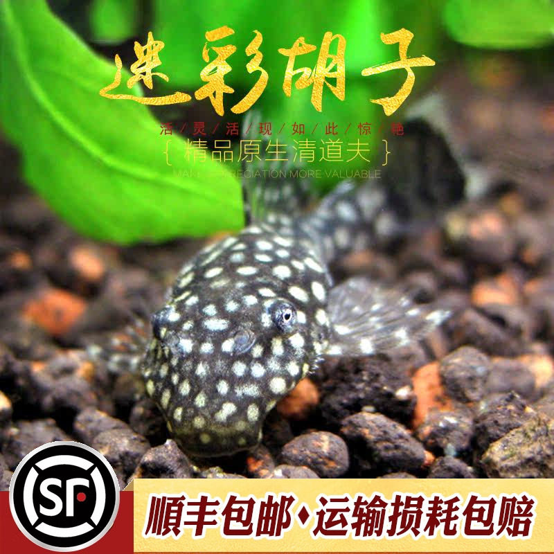草缸异型工具热带胡子图片