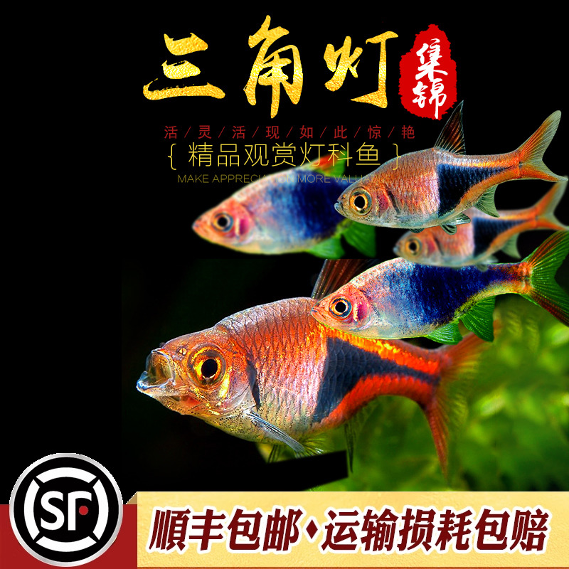 群游紫蓝大小正三角热带灯鱼