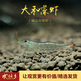 大和藻虾图片素材