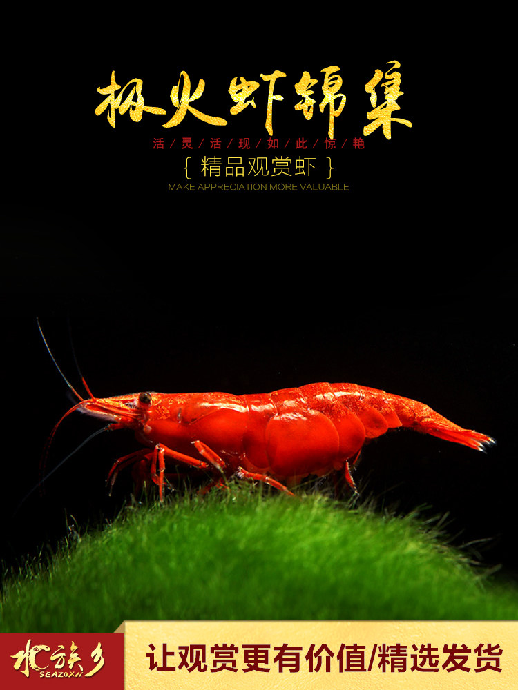Polar fire shrimp Ornamental freshwater shrimp Flame red paint Seamless rapid fire silk algae Cherry blossom tool Pet grass tank rice shrimp