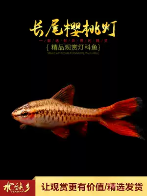 Aquarium Township] Long-tailed Cherry lamp Super Red Rose crucian carp aquarium small lamp family swimming tropical ornamental fish