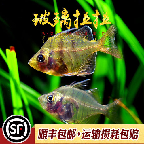 透明鱼鱼缸印度透明七彩玻璃活体