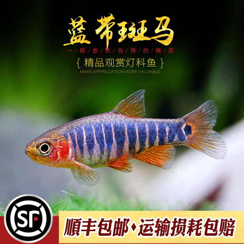 蓝带群游小型活体斑马鱼