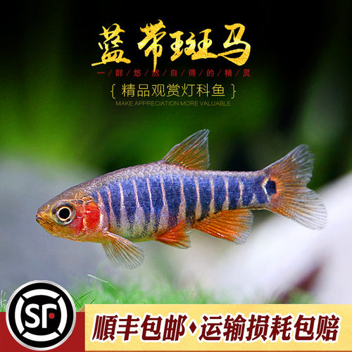 蓝带群游小型活体斑马鱼