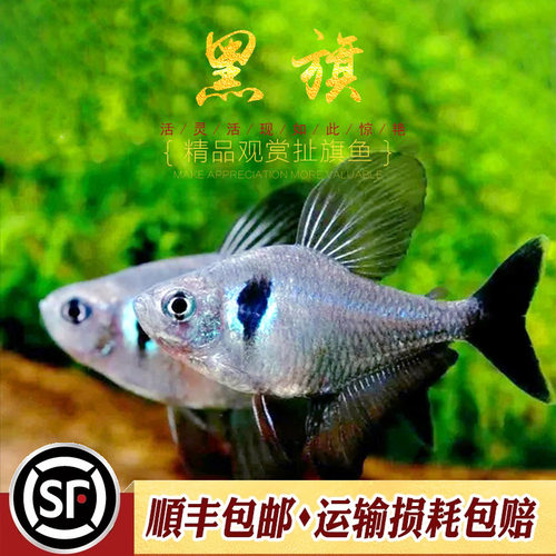 黑幻影扯旗鱼草缸颜值担当