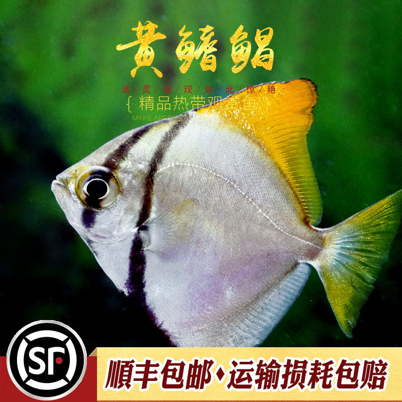 黄鳍鲳鱼珊瑚神仙鱼海水鱼淡化人工繁育群游蝙蝠鲳鱼大眼鲳淡水鱼