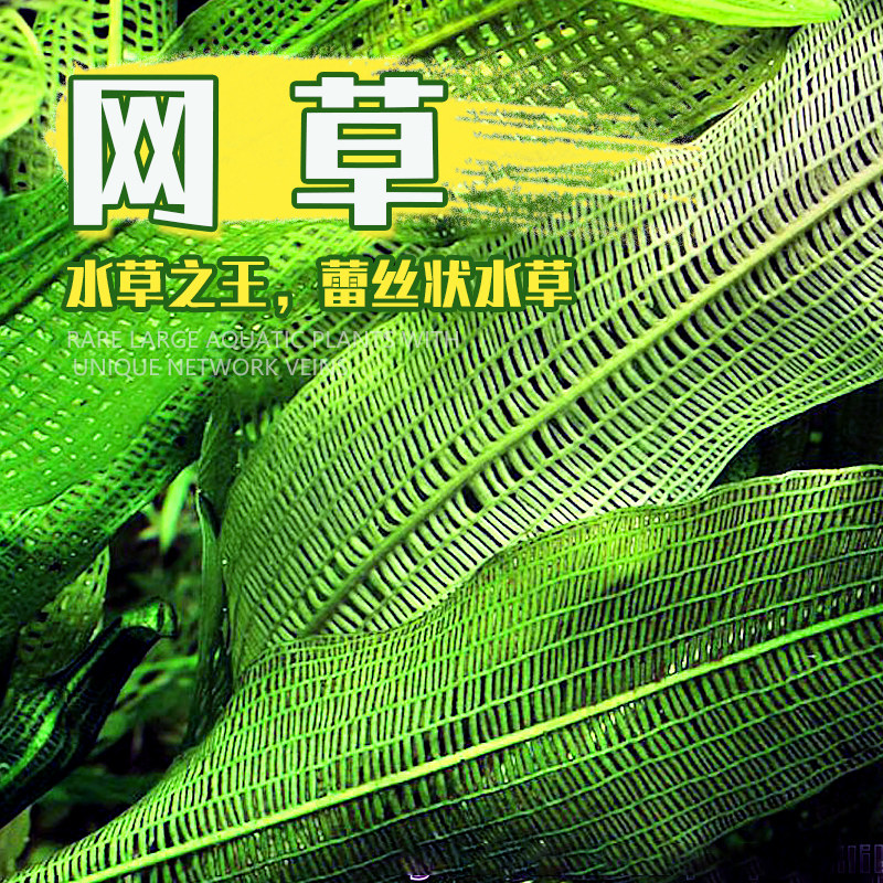 网草稀有水草大小龙鞭草玻璃卷浪中后景阴性淡水鱼缸造景气泡王草,宠物/宠物食品及用品,水草,淘宝优惠券,粉丝福利购,淘宝优惠卷
