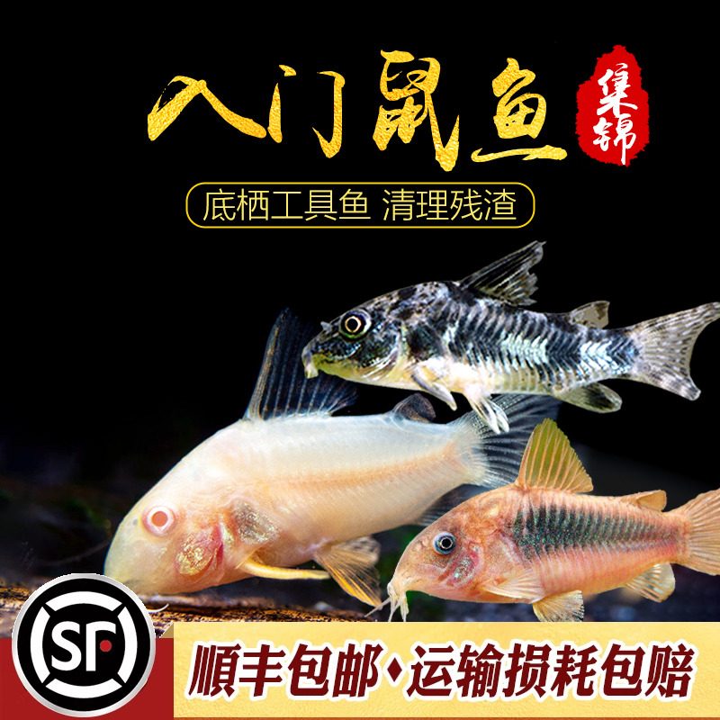 咖啡清理饲料残渣白鼠活体底栖鱼