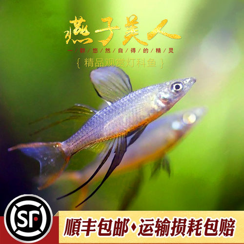 热带小型鱼灯科鱼淡水鱼
