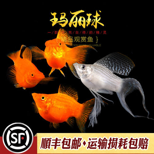 玛丽淡水黑白金色活体热带观赏鱼