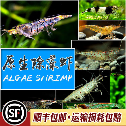 除藻虾原生虾工具虾黑壳虾水草虾