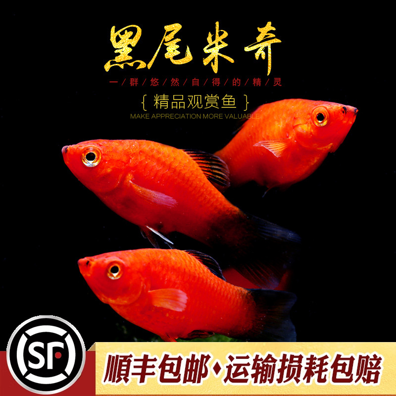 黑尾米奇胎生三色新手入门观赏鱼