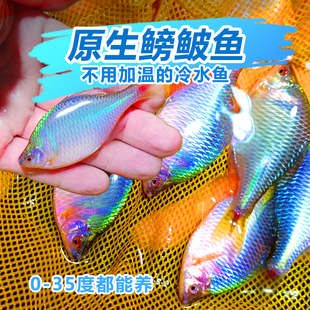 高体鳑鲏鱼淡水原生冷水鱼新手入门七彩旁皮水草缸耐寒观赏鱼活体