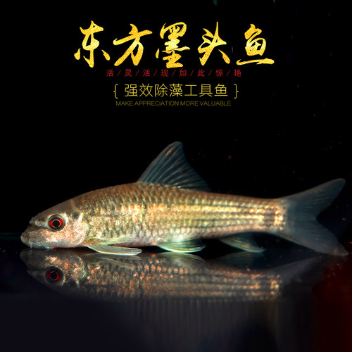 东方墨头原生观赏鱼稀有水族乡