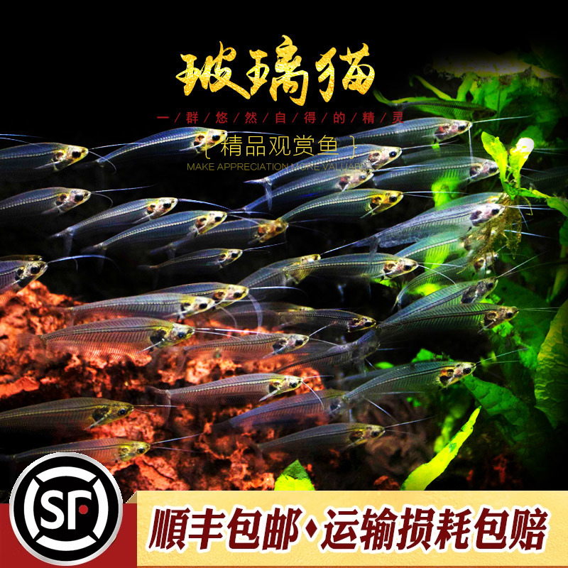 玻璃猫热带淡水草缸箱观赏活体宠物蓝三线透明幽灵猫鱼群游小型鱼