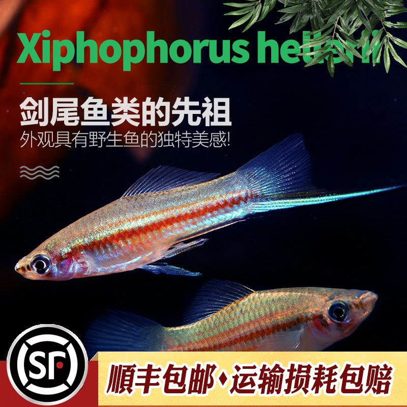 原生青剑鱼冷水剑尾鱼广东南方蓝剑鱼红剑始祖淡水观赏鱼活体小鱼