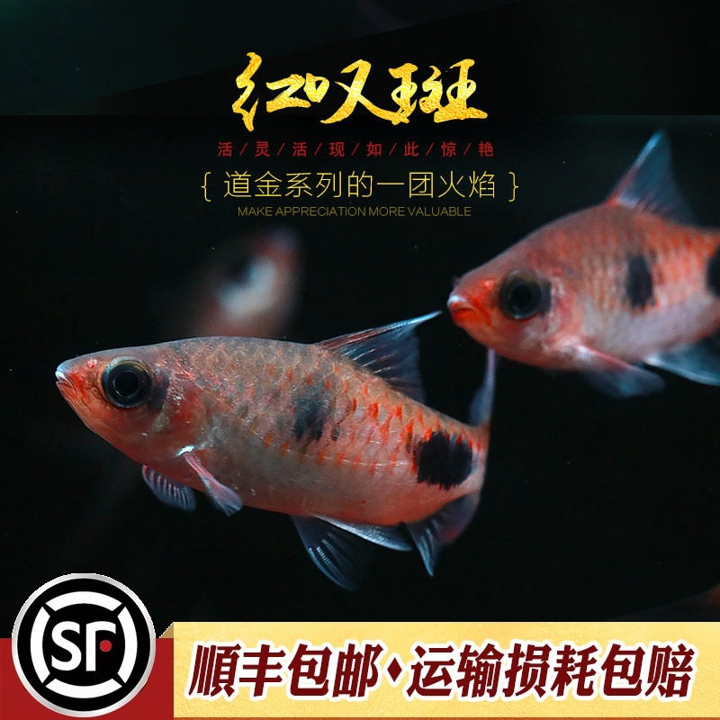 大斑道金斯鲃印度原生鱼图片