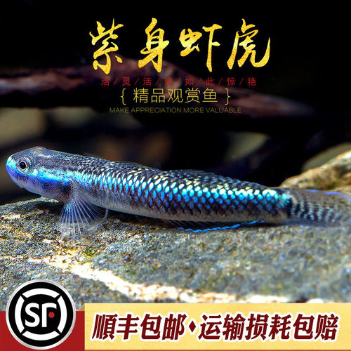 活体观赏黄瓜活体热带观赏鱼淡水