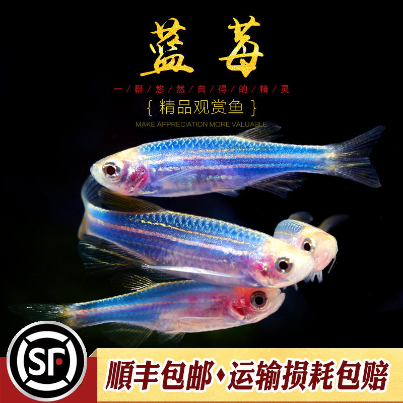 萤光蓝莓紫蓝斑马鱼20K荧光红蓝黄紫斑马台湾基因鱼草缸群游活体