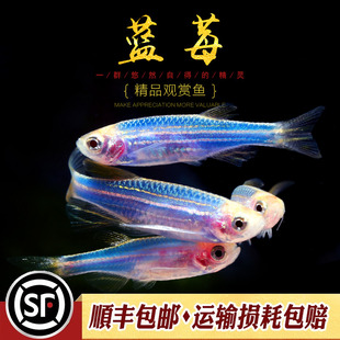 萤光蓝莓紫蓝斑马鱼20K荧光红蓝黄紫斑马台湾基因鱼草缸群游活体