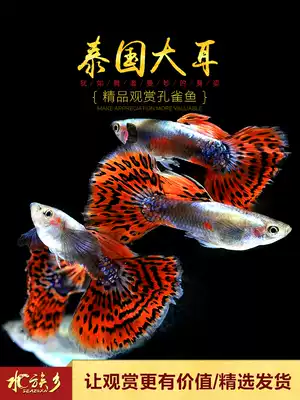 Aquarium Township] Thailand big-eared boutique Guppy tropical ornamental fish butterfly wing phoenix tail Big Ear pet fish live