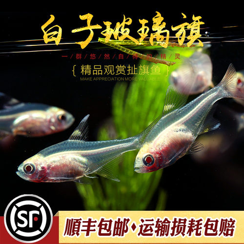白子玻璃旗红肚玻璃灯鱼黄扯旗南美玻璃霓虹红光灯鱼草缸耐低温鱼 - 封面