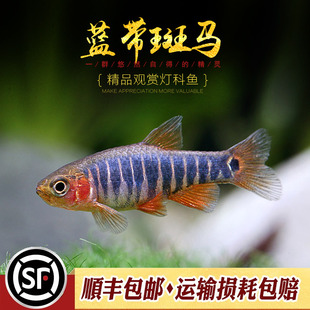 蓝带斑马鱼红带班马鱼水草缸群游小型灯科鱼蓝带斑班马热带鱼活体